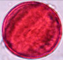 diversifolius 
